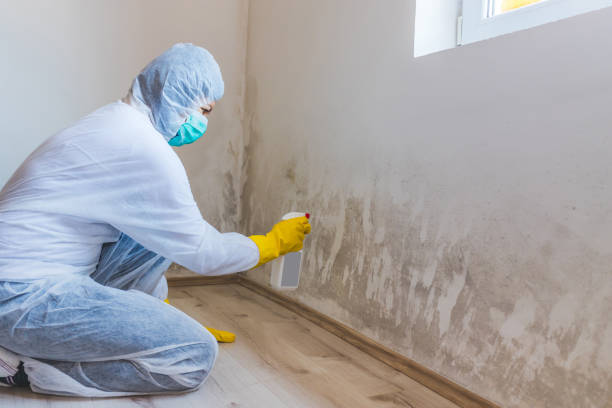Licensed Mold Removal service in Washington, VA - WQB Mold Removal